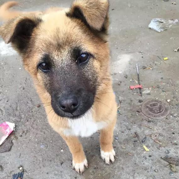 上海领养猫公益,上海领养狗狗店