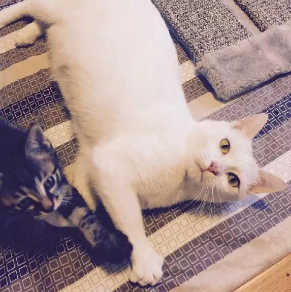 上海领养猫公益,上海领养狗狗店