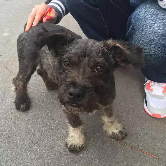 上海领养猫公益,上海领养狗狗店