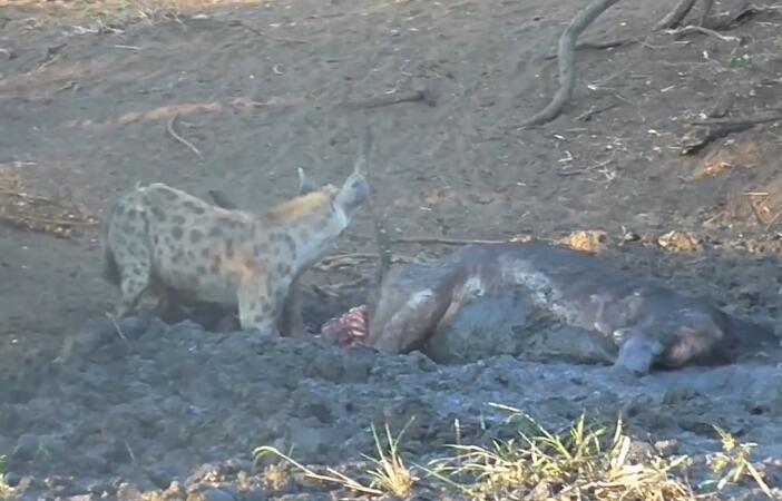 鬣狗活吃水牛，掏肛致肠子外露，头伸进肚子，满脸鲜血，血腥吓人