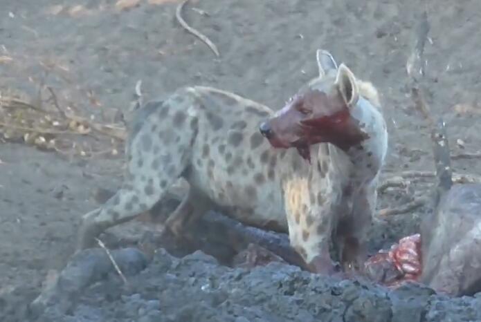 鬣狗活吃水牛，掏肛致肠子外露，头伸进肚子，满脸鲜血，血腥吓人