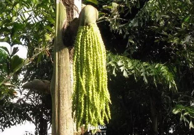 你再敢用痒痒果抹我，我们就绝交。