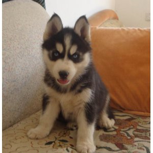 你分得清吗的梗,你分得清骡子驴牛吗