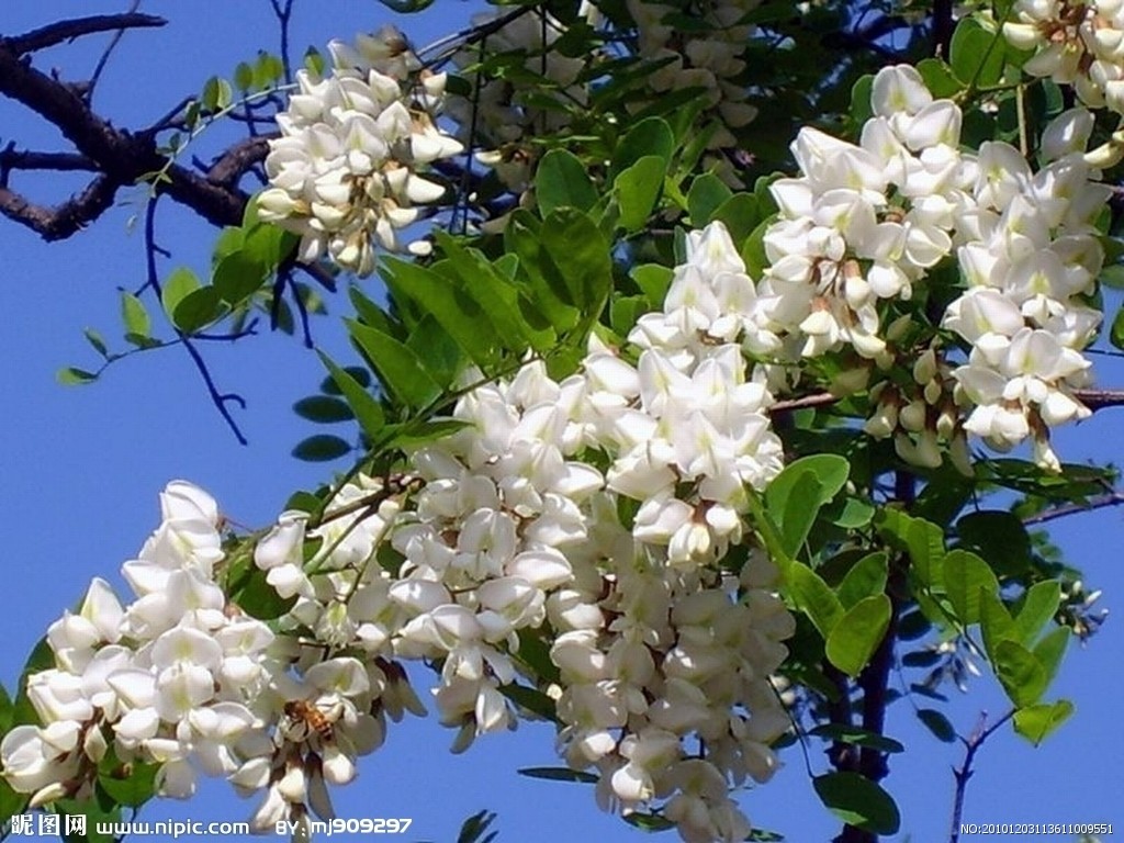 野菜无毒无害,野菜纯天然的绿色蔬菜