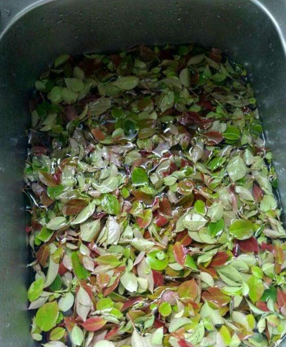 吃过这种饭么？营养价值很高！我从山上摘来树叶...