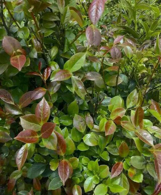 吃过这种饭么？营养价值很高！我从山上摘来树叶...