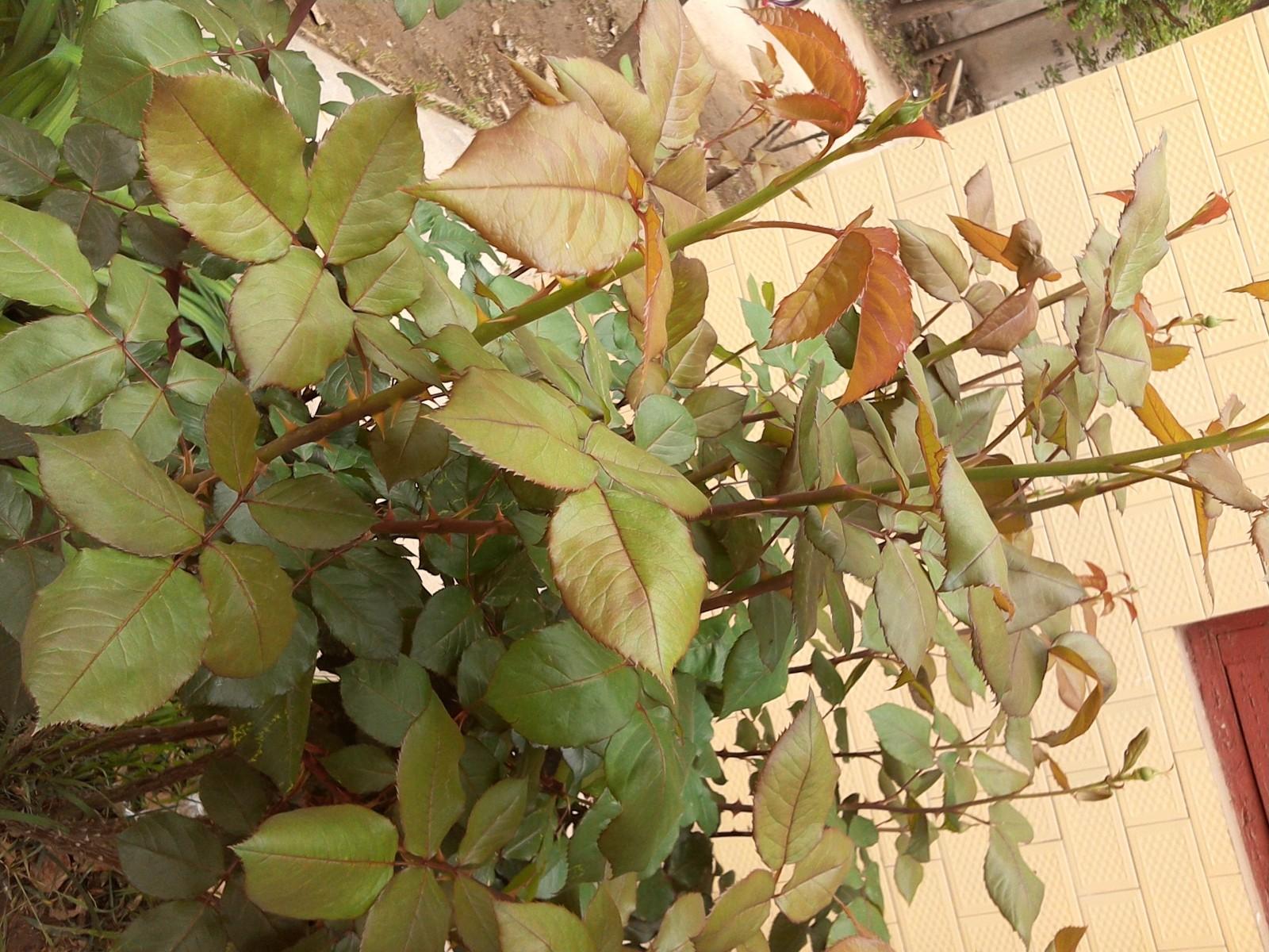 不被遗忘！七彩虹彩虹在线i103老人平板评测