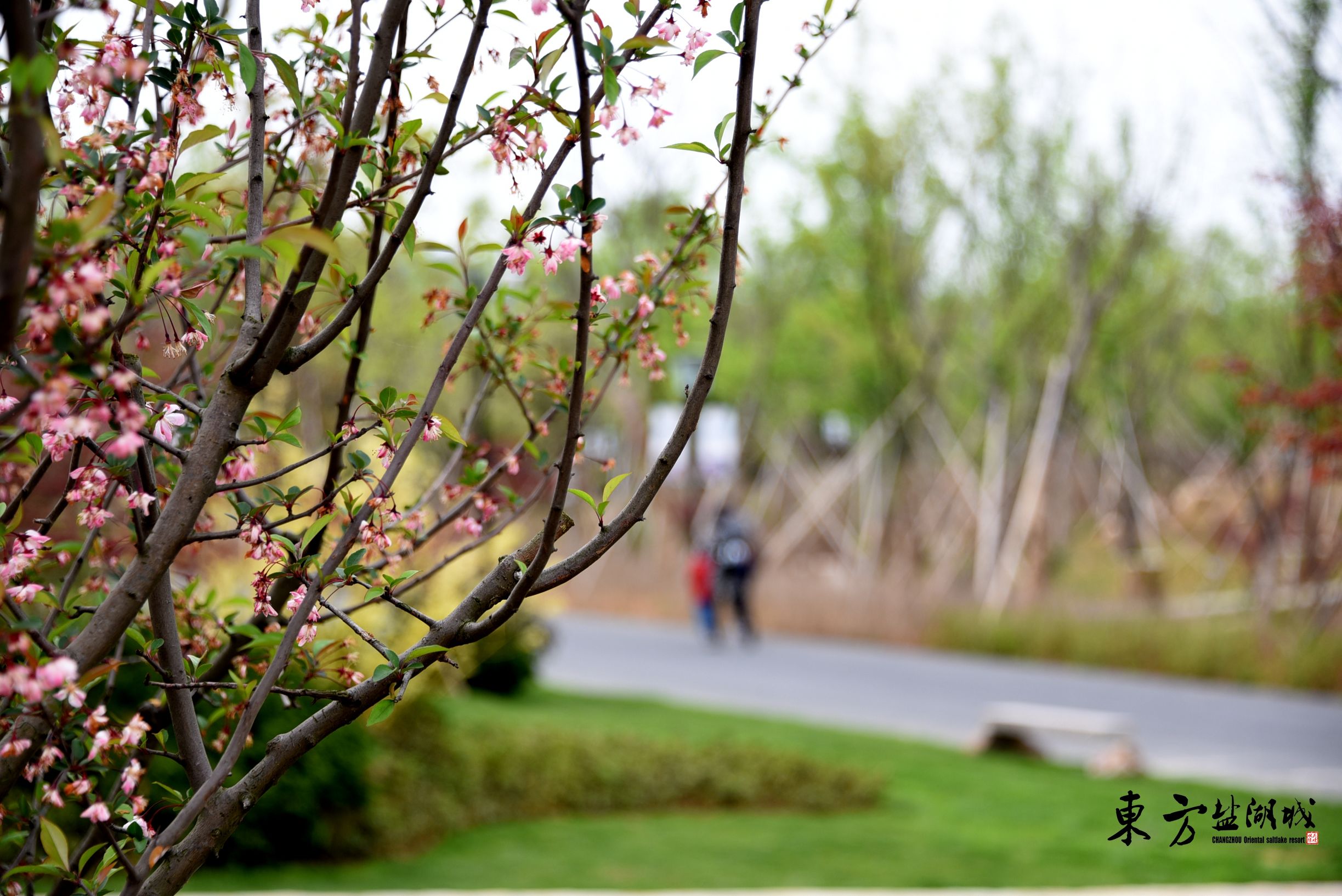 梦入桃花源现代版,梦入桃花源完整版