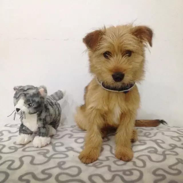 上海领养猫公益,上海领养狗狗店