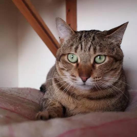 上海领养猫公益,上海领养狗狗店