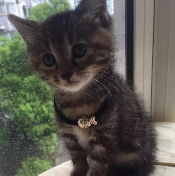 上海领养猫公益,上海领养狗狗店