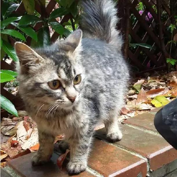 上海领养猫公益,上海领养狗狗店