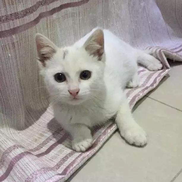 上海领养猫公益,上海领养狗狗店