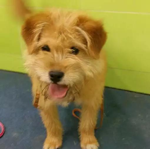 上海领养猫公益,上海领养狗狗店