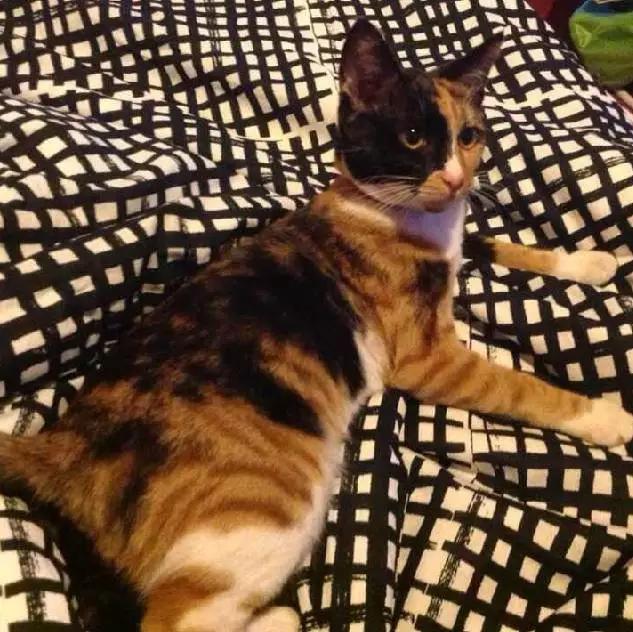 上海领养猫公益,上海领养狗狗店