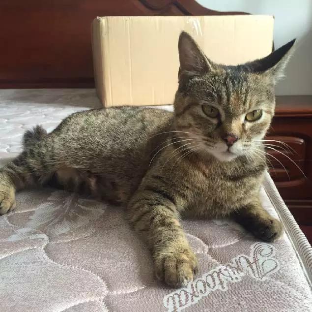 上海领养猫公益,上海领养狗狗店