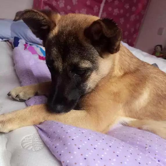 上海领养猫公益,上海领养狗狗店