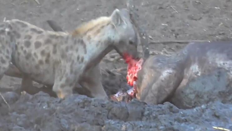 鬣狗活吃水牛，掏肛致肠子外露，头伸进肚子，满脸鲜血，血腥吓人