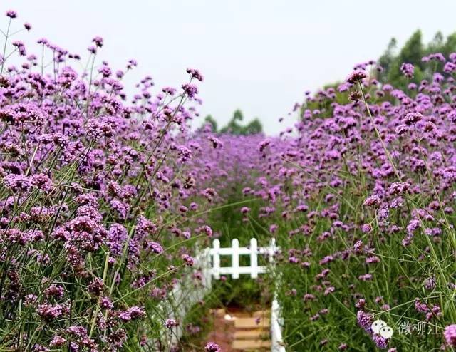 从茂名至广西一日游攻略,广西一日游攻略