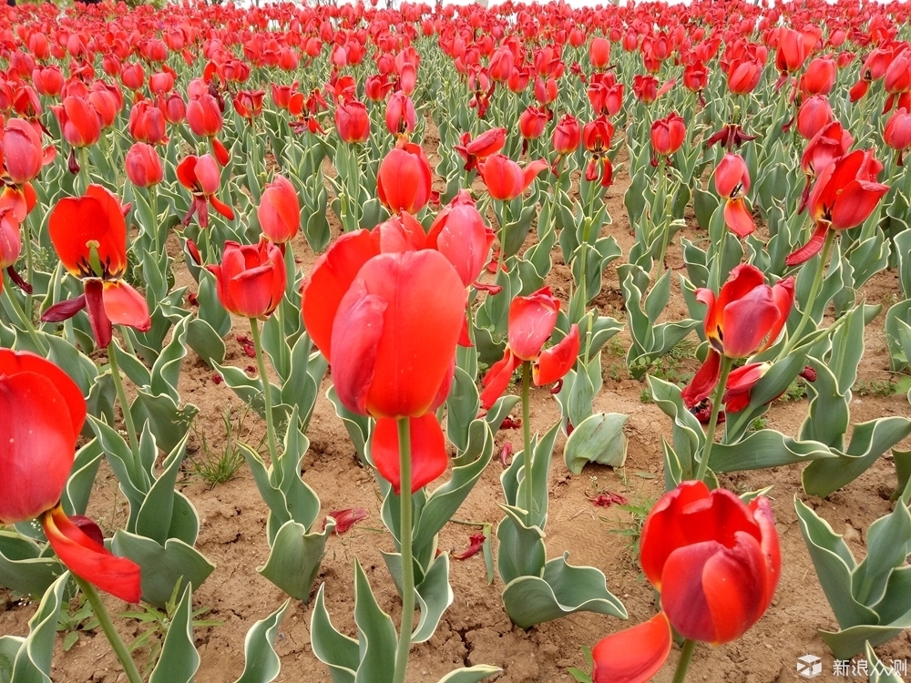 oppor9哪款最好用,oppor9都有特殊什么功能