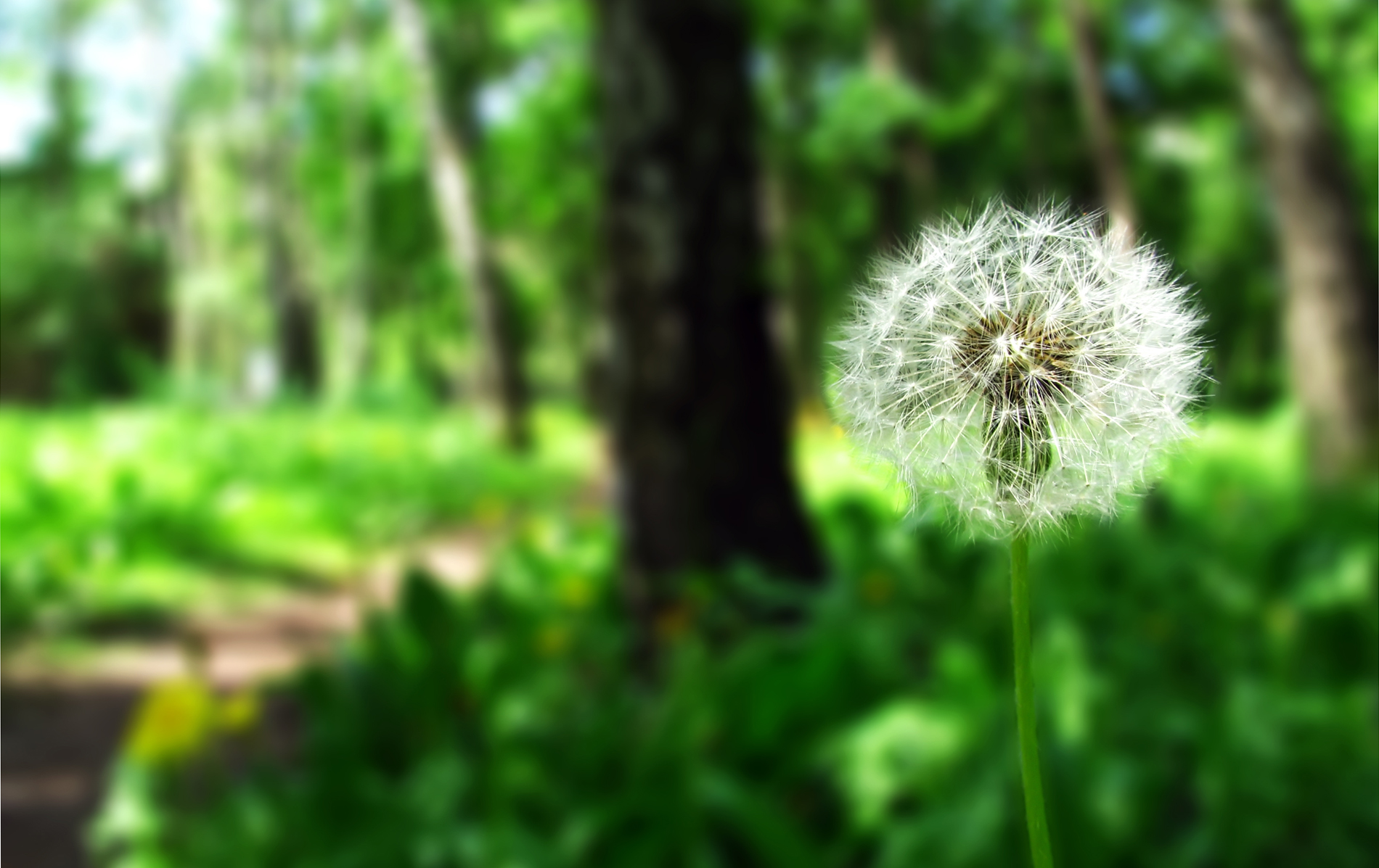 野菜无毒无害,野菜纯天然的绿色蔬菜