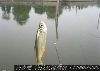 钓鱼绝杀小白条技巧,野钓避开小白条