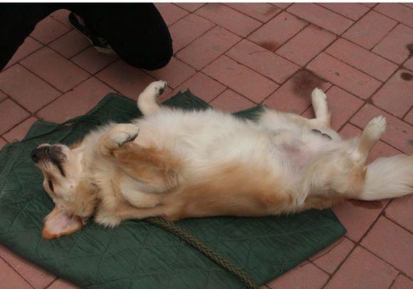 狗狗总是瘙痒吃什么维生素,狗狗一直痒是什么情况