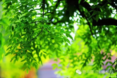 驻马店159是私人医院吗,驻马店159医院为啥改名