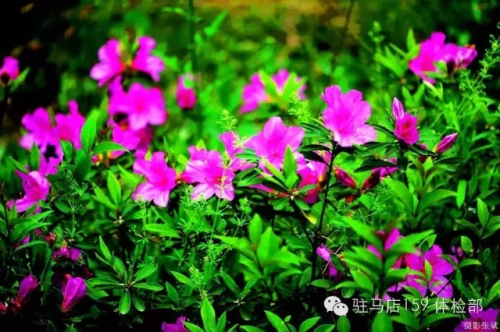 驻马店159是私人医院吗,驻马店159医院为啥改名