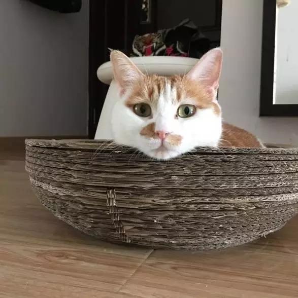 上海领养猫公益,上海领养狗狗店