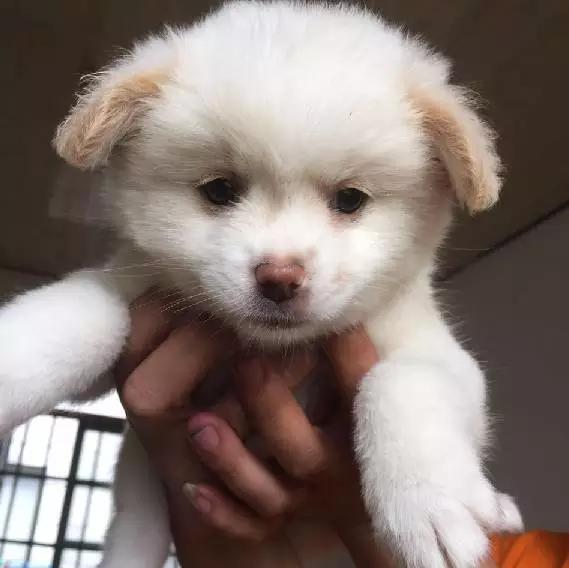 上海领养猫公益,上海领养狗狗店