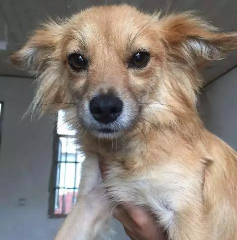 上海领养猫公益,上海领养狗狗店