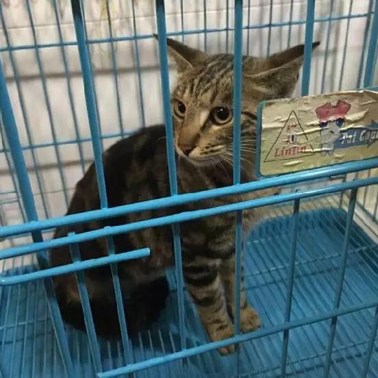 上海领养猫公益,上海领养狗狗店