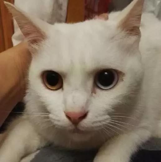 上海领养猫公益,上海领养狗狗店