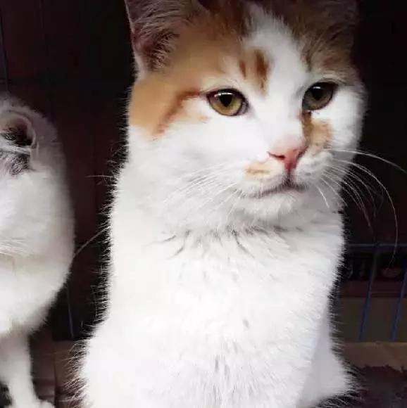 上海领养猫公益,上海领养狗狗店