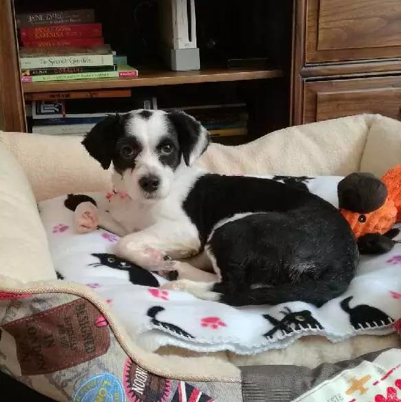 上海领养猫公益,上海领养狗狗店