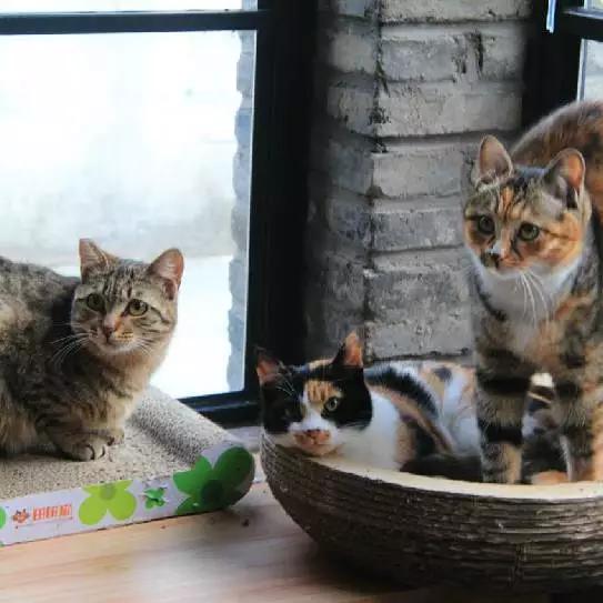 上海领养猫公益,上海领养狗狗店