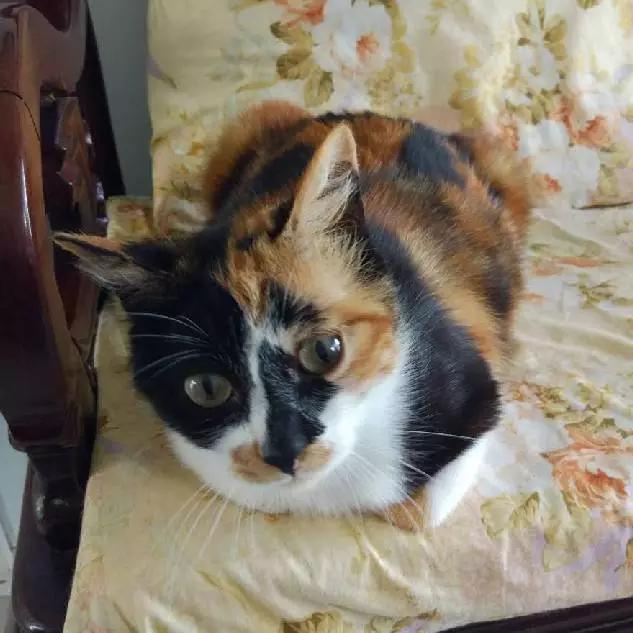 上海领养猫公益,上海领养狗狗店