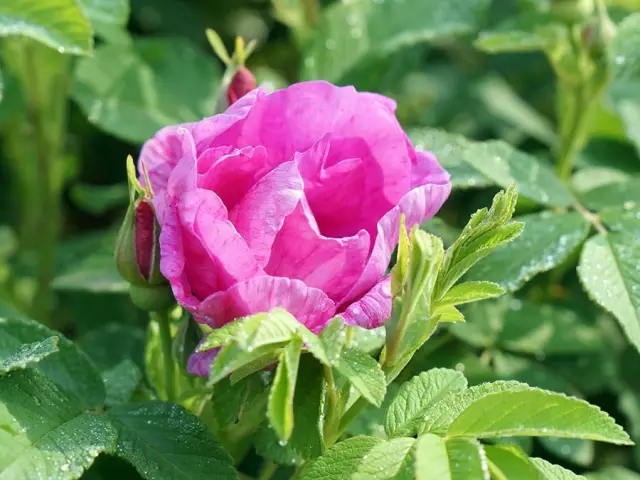 赏玫瑰摘西瓜这个假期有福喽