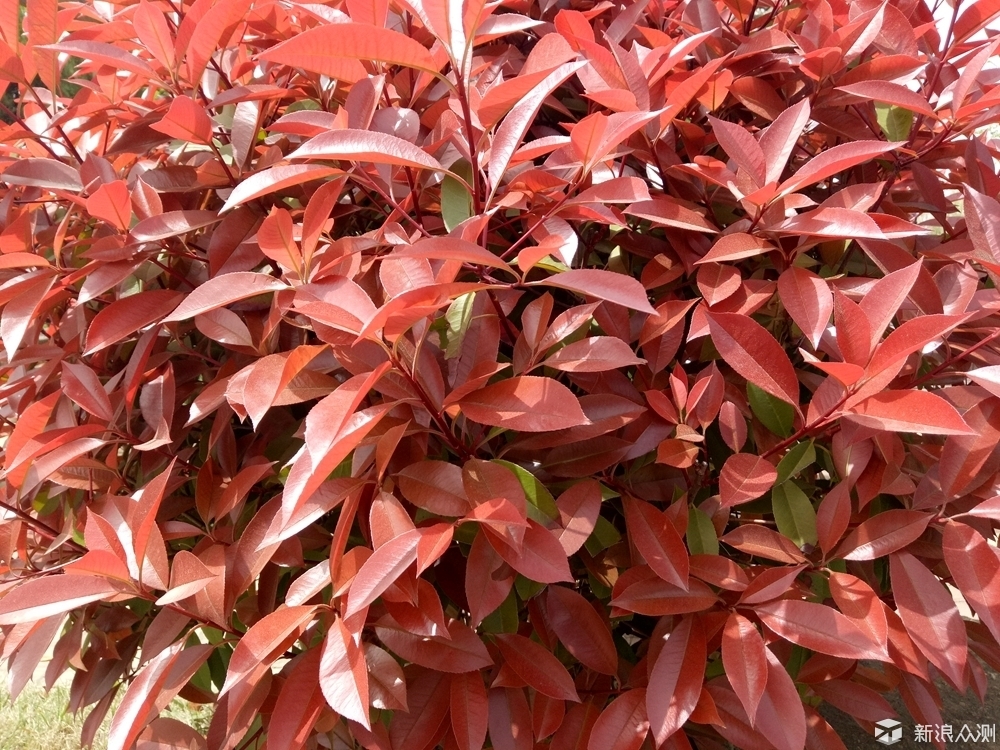 oppor9哪款最好用,oppor9都有特殊什么功能