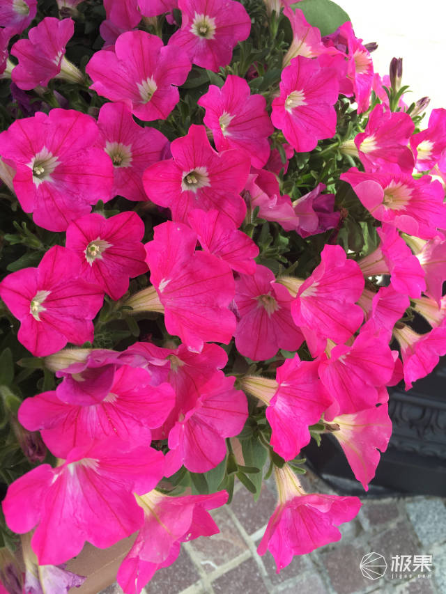 iphone5c和se啥区别,苹果se和5c