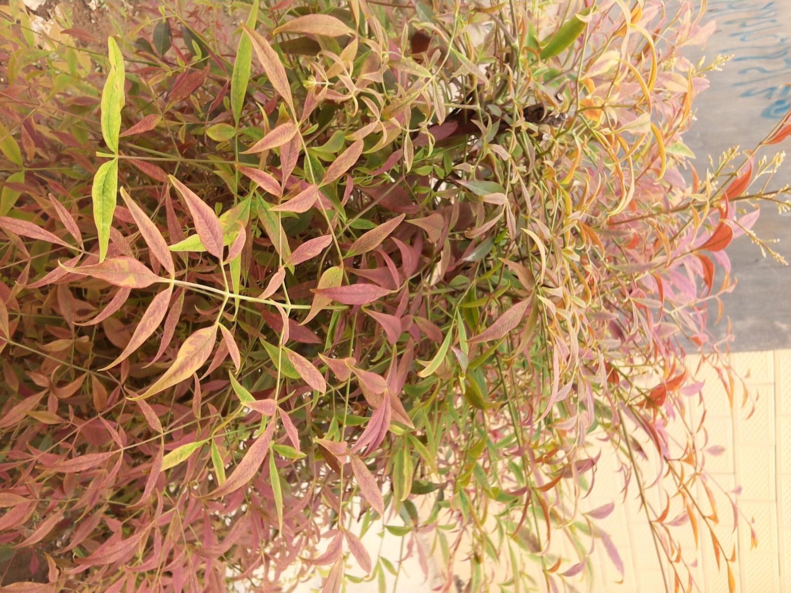 不被遗忘！七彩虹彩虹在线i103老人平板评测