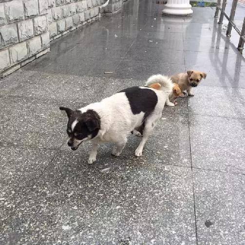 上海领养猫公益,上海领养狗狗店