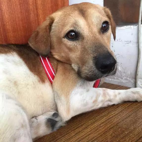 上海领养猫公益,上海领养狗狗店