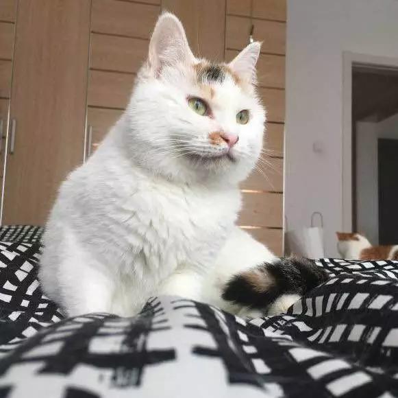 上海领养猫公益,上海领养狗狗店