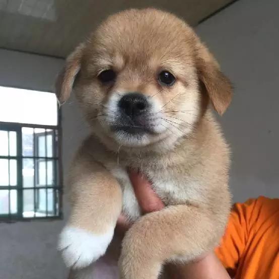 上海领养猫公益,上海领养狗狗店