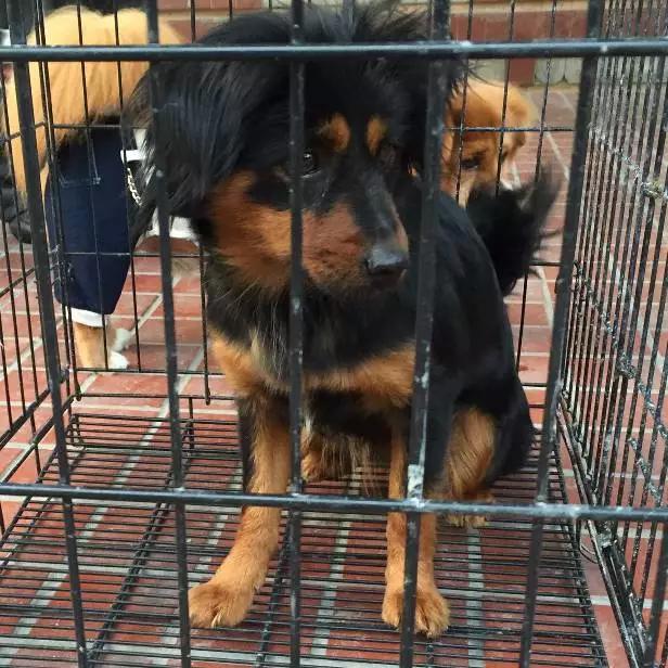 上海领养猫公益,上海领养狗狗店