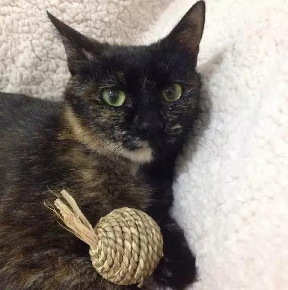 上海领养猫公益,上海领养狗狗店