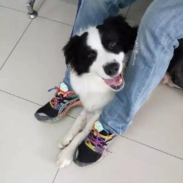 上海领养猫公益,上海领养狗狗店