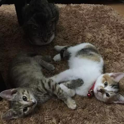 上海领养猫公益,上海领养狗狗店